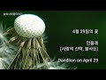 @민들레 4월29일의꽃 dendlion on april 29