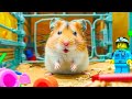 Hamster vs Colorful Traps Maze – Live Escape in Real Life 🐾 Hamster Life