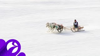 В Салехарде прошел День оленевода