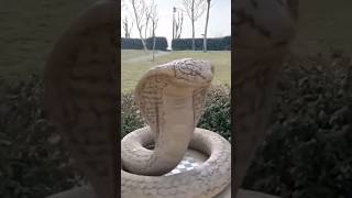 Snake Statue Moment: Wait for It! 🐍| #shorts