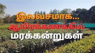 இலவச மரக்கன்றுகள்/FREE TREES AT FOREST