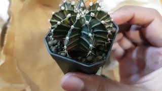 Bossa Cactus | วิธีเลือกดูไม้เมล็ดยิมโนสวยๆ