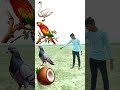 swan parrot pigeon and parrot name talking shorts vfx funny comedy trending