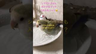 20241202/コザクラインコのチャー/シマエナガさん水かけちゃってごめんなしゃい😆