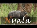 The Beautiful Nyala - Kruger’s Antelope (Tragelaphus angasii) | Stories Of The Kruger