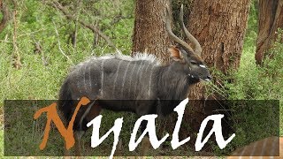 Video Of The Beautiful Nyala - Kruger’s Antelope (Tragelaphus angasii) | Stories Of The Kruger