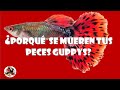 ¿Porque  se muere  los peces Guppys?