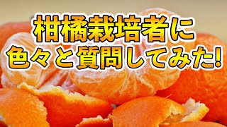 【カンキツの栽培3】柑橘栽培の疑問に思うことなど質問コーナー【愛媛県 なかい果樹園 水木さん】