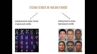 Лекция  2  Возрастная анатомия, физиология и культура здоровья