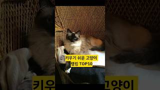 키우기 쉬운 고양이 랭킹 TOP10