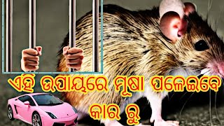 ସାବଧାନ ମୂଷା ପସୁଛି କି କାର ରେ//ଏହି ଉପାୟରେ ପଳେଇବ ମୂଷା