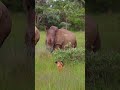 biggest rhino 🦏#shorts #viral #funny #short