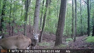 LONGBOW BUCK DOWN! HEAVY ARROW PAYS OFF!!