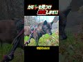 【甲斐犬mixハル】カモを見つけ激走する犬 甲斐犬