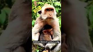 😍അമ്മേടെ പൊന്നു മോൻ❤#viral#trending#babymonkey#shorts#pets#animals