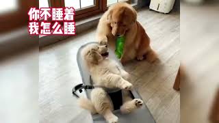 客家话配音搞笑视频之搞笑的狗狗 Hakka Dubbing Funny Video - Funny Dog