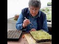 jekka s how to grow caper seedlings