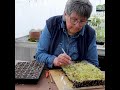 jekka s how to grow caper seedlings