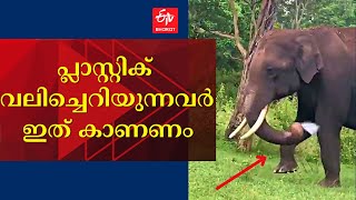 റോഡരികിൽ കിടന്ന പ്ലാസ്‌റ്റിക് കവർ വിഴുങ്ങി ആന; ഇത് മനുഷ്യർക്കൊരു പാഠമാണ്