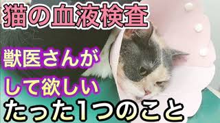 【猫の血液検査】獣医師が飼い主さんにしてほしいたった１つの事。