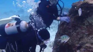 青の洞窟　体験ダイビング　熱帯魚　楽々　エサやり　沖縄