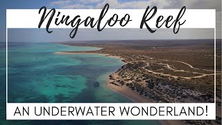 WELCOME TO NINGALOO REEF! | Incredible Snorkelling... Turtles, Sharks, Fish & Coral! | Episode 51