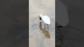 The Great Fish Escape: Crow vs Stork | #Shorts #ViralShorts #AnimalBattle