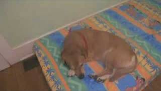 Get Dumb, Episode 3: Does Peanut Have a Belly Button?