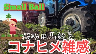 【初年度】澱粉用馬鈴薯コナヒメの収穫量は？