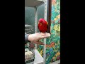 【ショウジョウインコ】♪動画2019 02 07