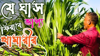 আমেরিকান গুয়াতেমালা ঘাস চাষে ভাগ্য ফিরবে খামারীর | গুয়াতেমালা ঘাস কাটিং দাম | Guatemala grass chas