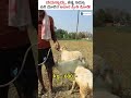 ಈ ತಳಿಯ ಕುರಿ ಸಾಕಿದ್ರೆ 1 ಕೆಜಿ rs 750 ಕೊಟ್ಟು ತಗೋತಾರೆ shorts sheepfarming bannurusheepfarming