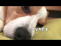 강아지와 함께 자면 어떤일이 아침마다 깨우는 웰시코기 what happens when you sleep with your dog