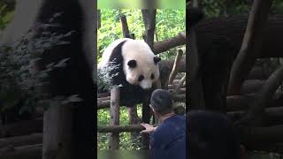 🐼The breeder came to call the giant panda Hehua home~#shorts #pandahehua