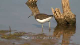 Green Sandpiper in Sariska National Park