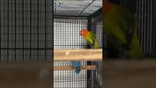 😍 Very Cute Lovebird in aviary #shorts #viral #trending