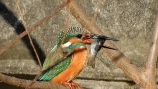 カワセミのダイブ（捕食）の瞬間を撮影できず！～野鳥観察　0013