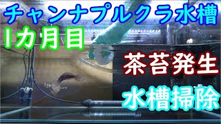 チャンナプルクラ水槽　（スネークヘッド）　茶苔発生