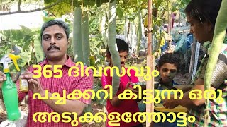 365 ദിവസവും പച്ചക്കറി കിട്ടുന്ന അടുക്കളത്തോട്ടം.