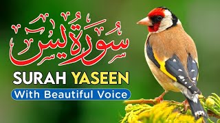 Surah Yaseen with English translation | Sheikh Yasser al Dossari Beautiful Recitation