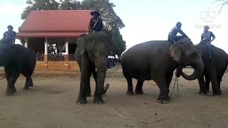 มาดูความน่ารัก.😄❤ของช้างน้อยพร้อมทรัพย์กันค่ะ🐘🐘🐘💖💖