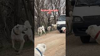 AKBAŞLARDA ALAN KORUMA BU KURT PERFORMANSINA BİR FİKİR VERİRMİ ? #kangal #akbaş #guarddogs #alabai