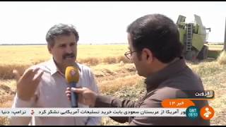 Iran Mechanized wheat harvest, Summer 1398, Qazvin province برداشت مكانيزه گندم استان قزوين ايران