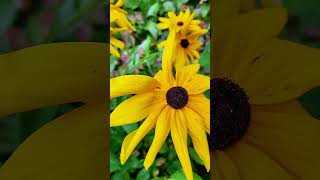 Beautiful natural flower I Beautiful Black eyed susan flowers #shots #flowers #beautifulflowers