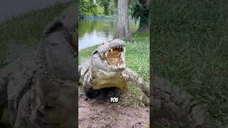 Crocodiles Are Smarter Than You Think