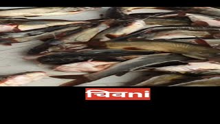 पाऊस आला वलगन आली  चढणीचे मासे । चिवनी । कळवण  #fishfry #fishingvideo