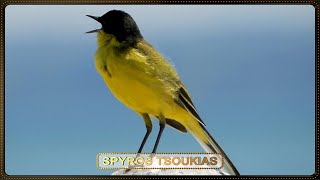 Κιτρινοσουσουράδα Κελάηδημα Φωνή  - Western Yellow Wagtail song