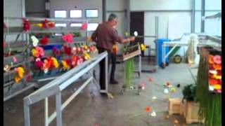 JFTV presents the Dutch Gerbera Daisy Packing Process