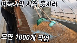 벼 농사만 20년! 이번 년에도 못자리 작업! 모판 1000개 prepare a rice seed plot \u0026 sow rice seeds! rice-planting!