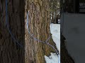 Tapping Maple Trees, It's Maple Syrup Season